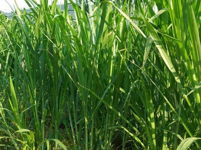 甜象草哪個(gè)時(shí)候種