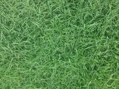 果嶺草屬于暖季還是冷季