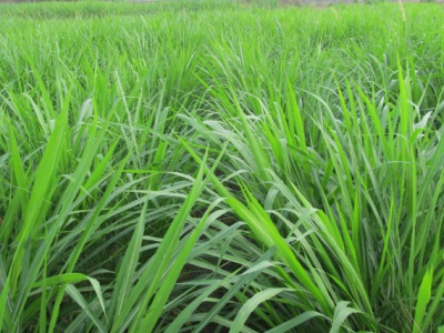 黑麥草適合北方種植嗎
