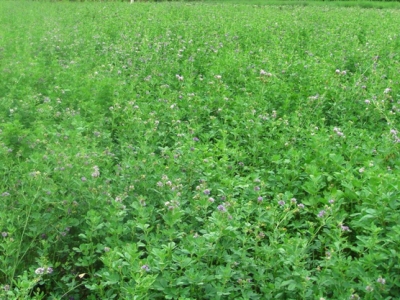 湖南地區(qū)適合種什么牧草？