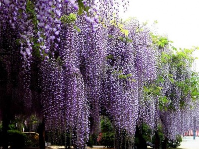 紫藤花秋天開(kāi)花嗎
