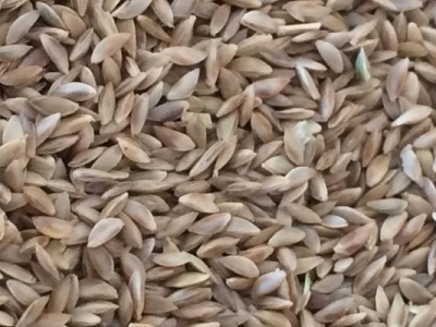 1kg草籽撒播面積是多少？