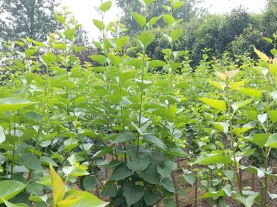 六月可以種丁香花苗嗎？