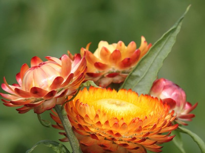 麥桿菊7月份能播種嗎？
