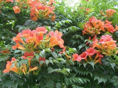 凌霄花攀爬需要搭架嗎？