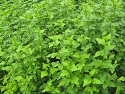 木槿樹(shù)能在河北北方能種植嗎？