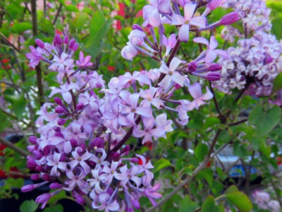 丁香花夏天可以移載嗎？