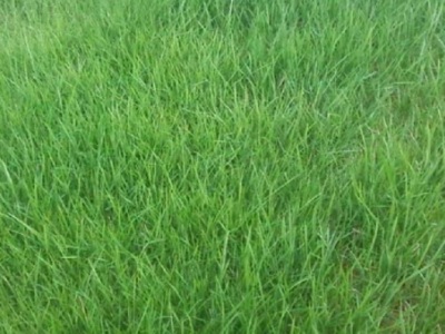 狗牙根草籽包衣好嗎?