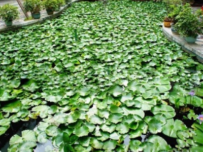 六七月份可以種紫花地丁嗎？