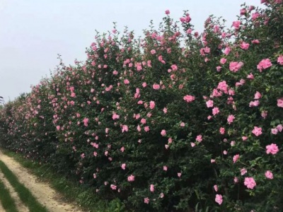 木槿花耐寒嗎？