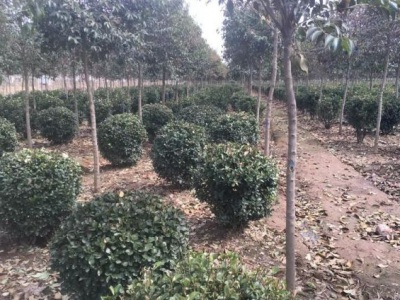 黃楊樹(shù)會(huì)開(kāi)花嗎？