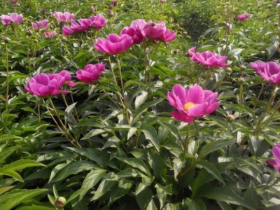 芍藥種子能種出來(lái)嗎？