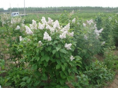 丁香花夏季能移栽嗎？