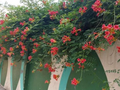 美國(guó)凌霄花爬藤嗎？