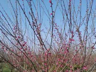紅梅樹什么時(shí)候移栽