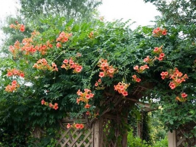 院子里種凌霄花吉利嗎？