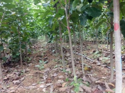 紅玉蘭樹幾月份移栽好？