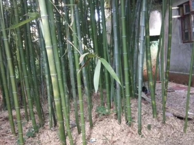 六月份可以移栽竹子嗎？