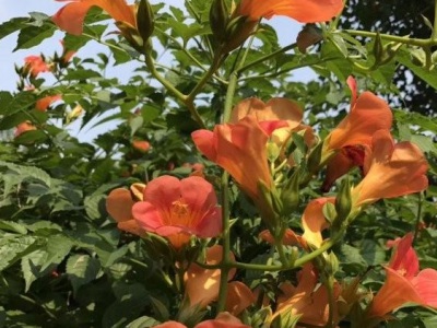夏季凌霄花可以移栽嗎？
