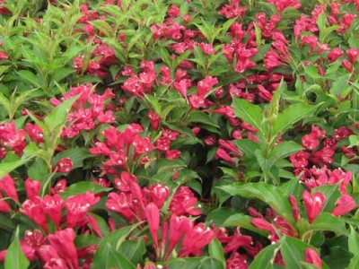 紅王子錦帶花冬天落葉嗎？