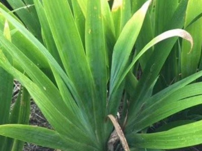 鳶尾花草可以長(zhǎng)多高？