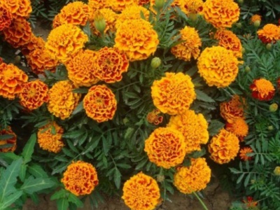 河南適合養(yǎng)什么花？