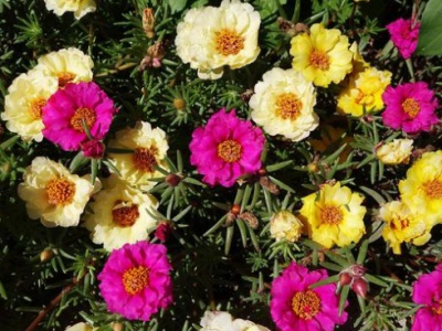6、7月可以種的花草