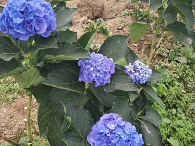 繡球花北方能過(guò)冬嗎？