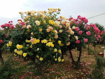 樹狀月季花樹北方能種植嗎？