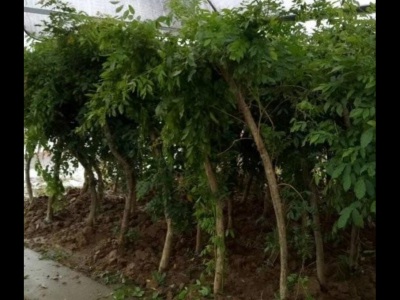 凌霄花能耐寒多少度,北方可以種植嗎
