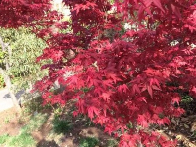 日本紅楓東北能種嗎？