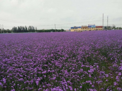 柳葉馬鞭草10月可以開花么？