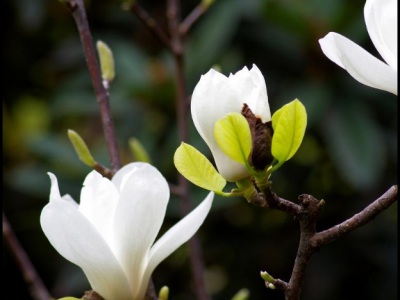 白玉蘭什么時(shí)候種植最適宜？