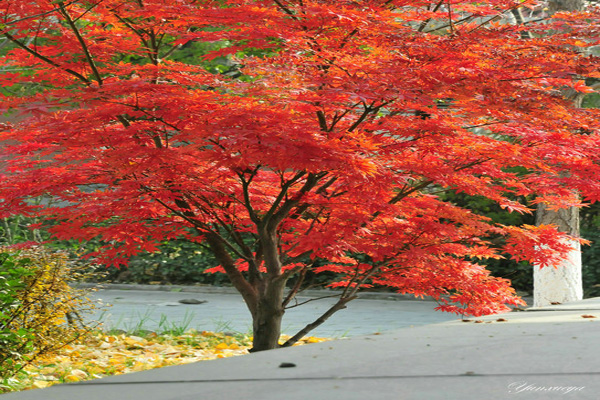 紅楓3.jpeg