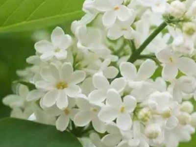 丁香花是什么顏色的？