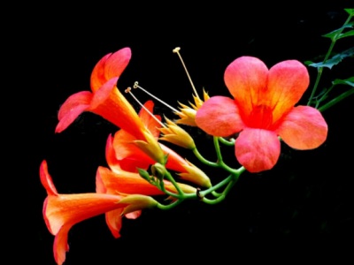 美國凌霄花什么時候可以移栽？