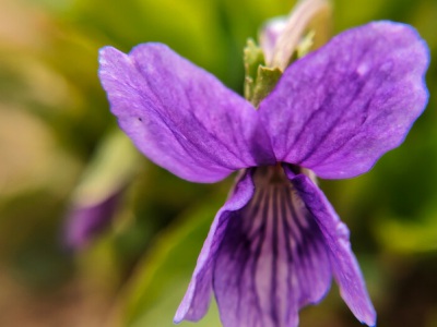 紫花地丁種子什么時(shí)候播種最好？