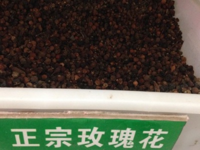 玫瑰花幾月份種植好？