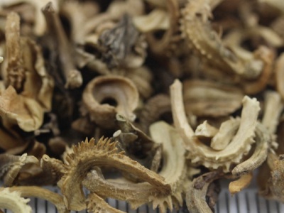 金盞花幾月開始種植？