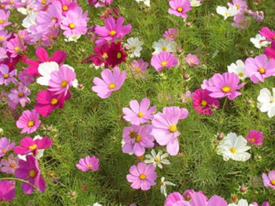 宿根花卉夏天開花？