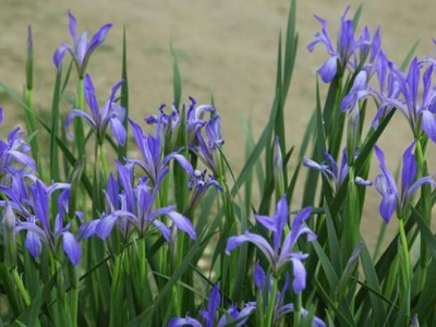 馬蘭花是多年生嗎？