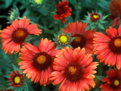 天人菊種子什么溫度發(fā)芽最好？
