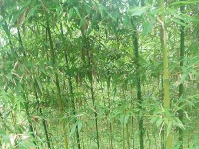 五月份移栽竹子能活嗎?