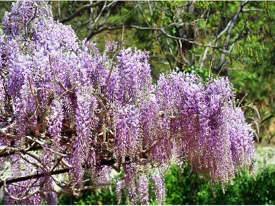 紫藤花幾月份有種子？