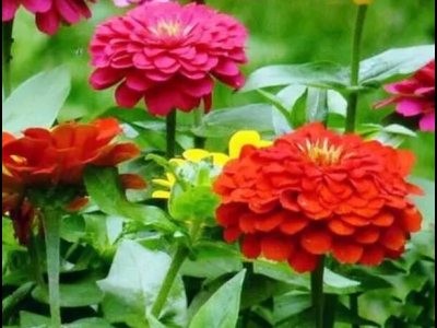 百日草會(huì)開花嗎