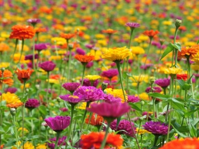 百日草開完花還會(huì)開花嗎