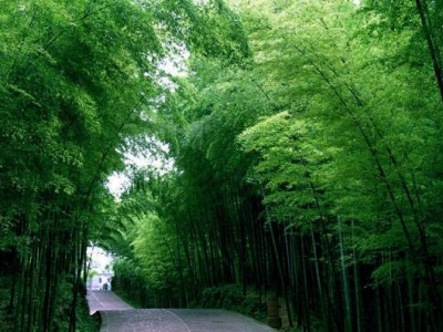 竹子什么時候栽植最好