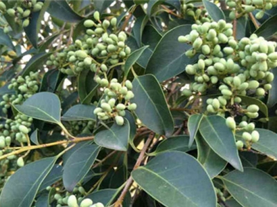 北方校園里最常見(jiàn)的花有哪些？