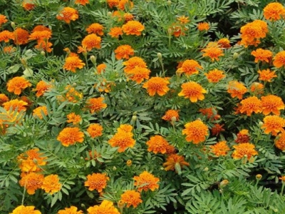 夏天開花的草花有哪些？