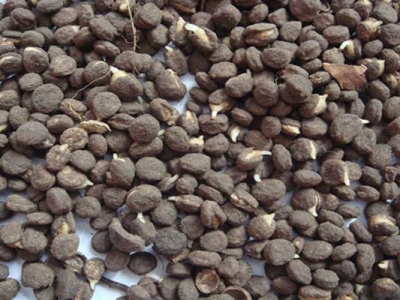 人參種子催芽用什么藥？